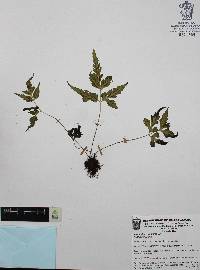 Asplenium pumilum image