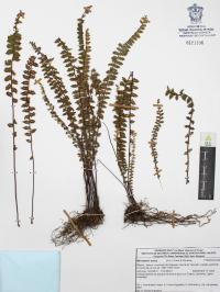 Myriopteris aurea image