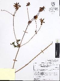 Dahlia coccinea image