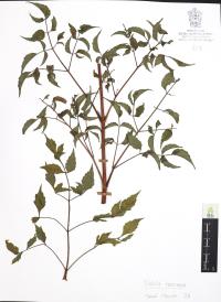 Dahlia coccinea image