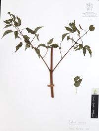 Dahlia coccinea image