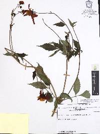 Dahlia coccinea image