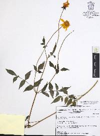 Dahlia coccinea image