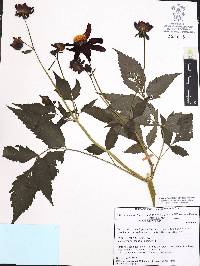 Dahlia coccinea image