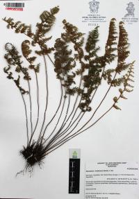 Myriopteris lindheimeri image