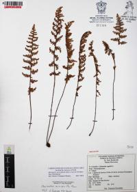 Myriopteris myriophylla image