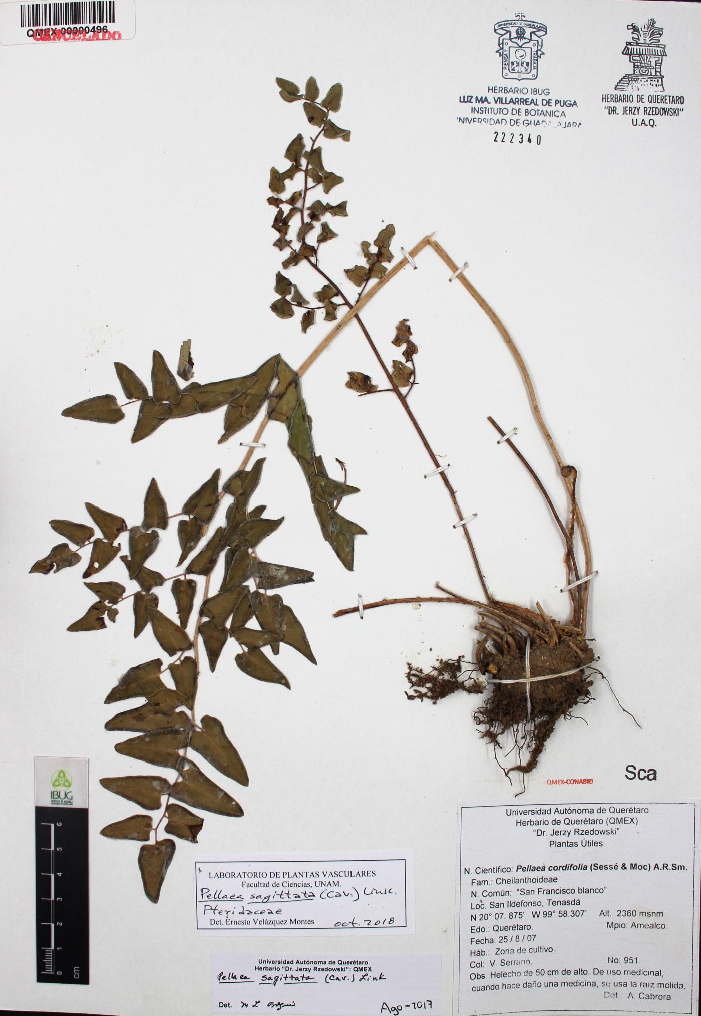 Pellaea sagittata image