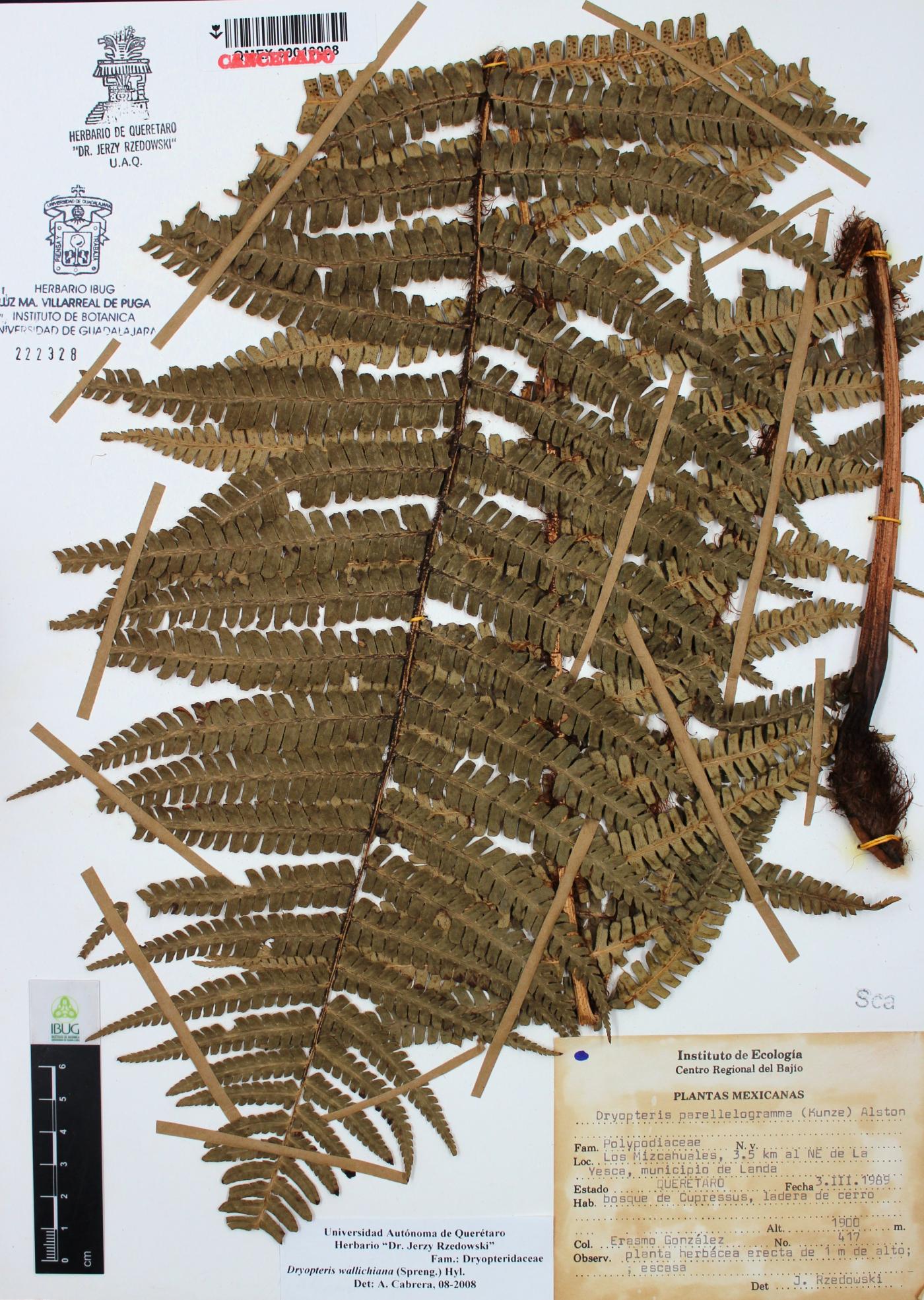 Dryopteris wallichiana image