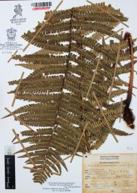 Dryopteris wallichiana image