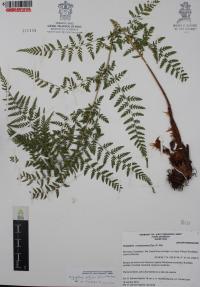 Dryopteris patula image