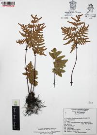 Cheiloplecton rigidum image