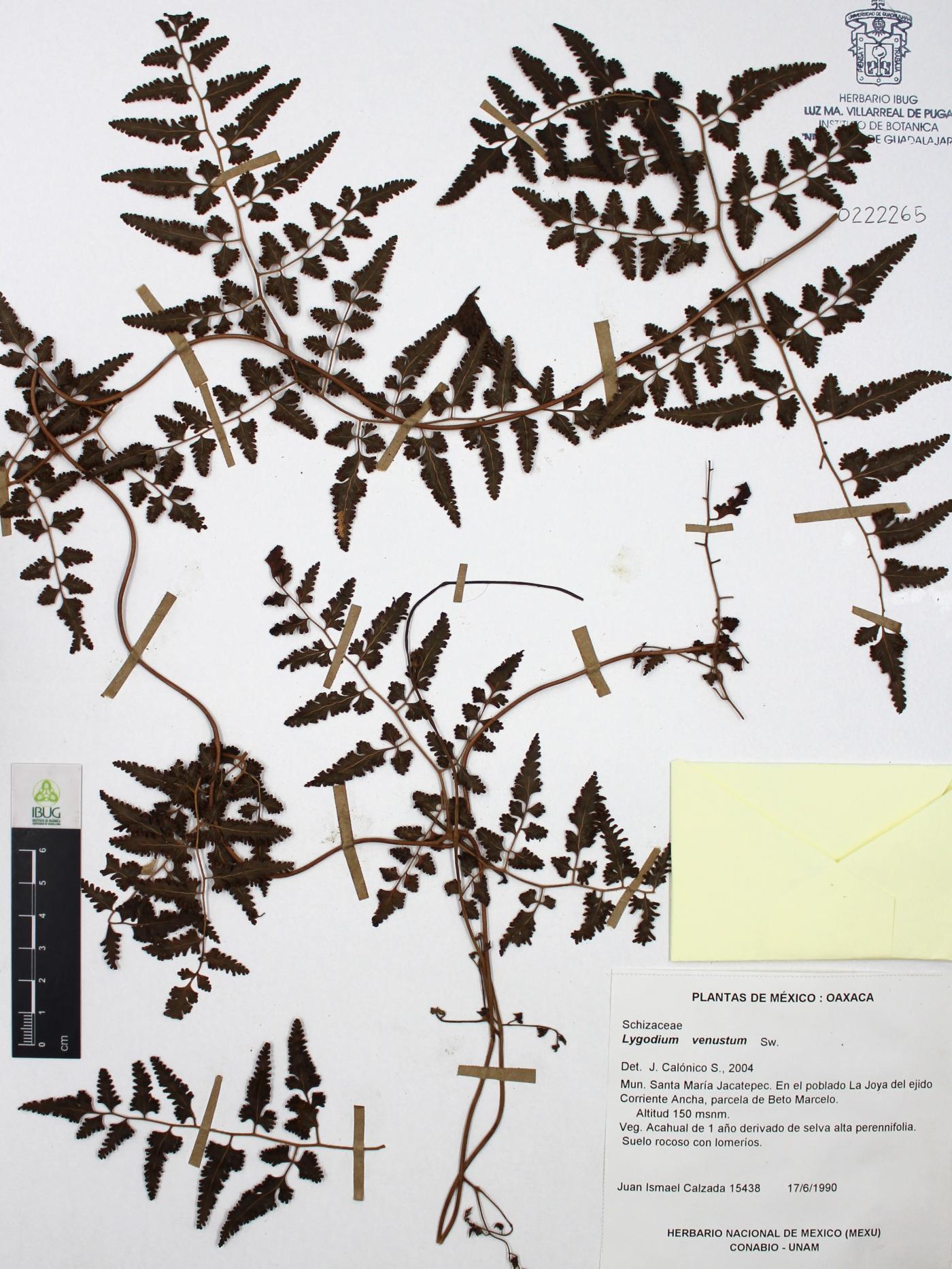 Lygodium venustum image