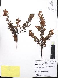 Krameria cytisoides image
