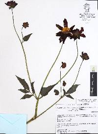 Dahlia coccinea image