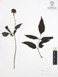 Dahlia coccinea image
