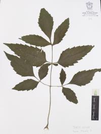 Dahlia coccinea image