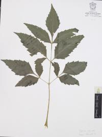 Dahlia coccinea image