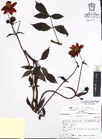 Dahlia coccinea image