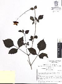 Dahlia coccinea image