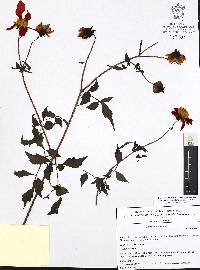 Dahlia coccinea image