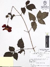 Dahlia coccinea image