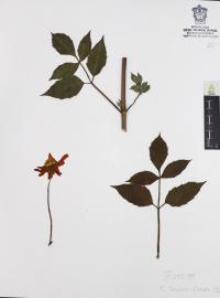 Dahlia coccinea image