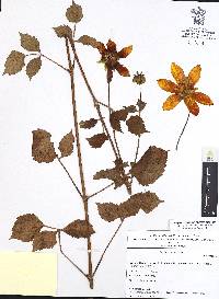 Dahlia coccinea image