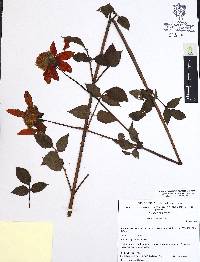 Dahlia coccinea image