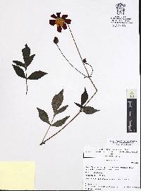 Dahlia coccinea image