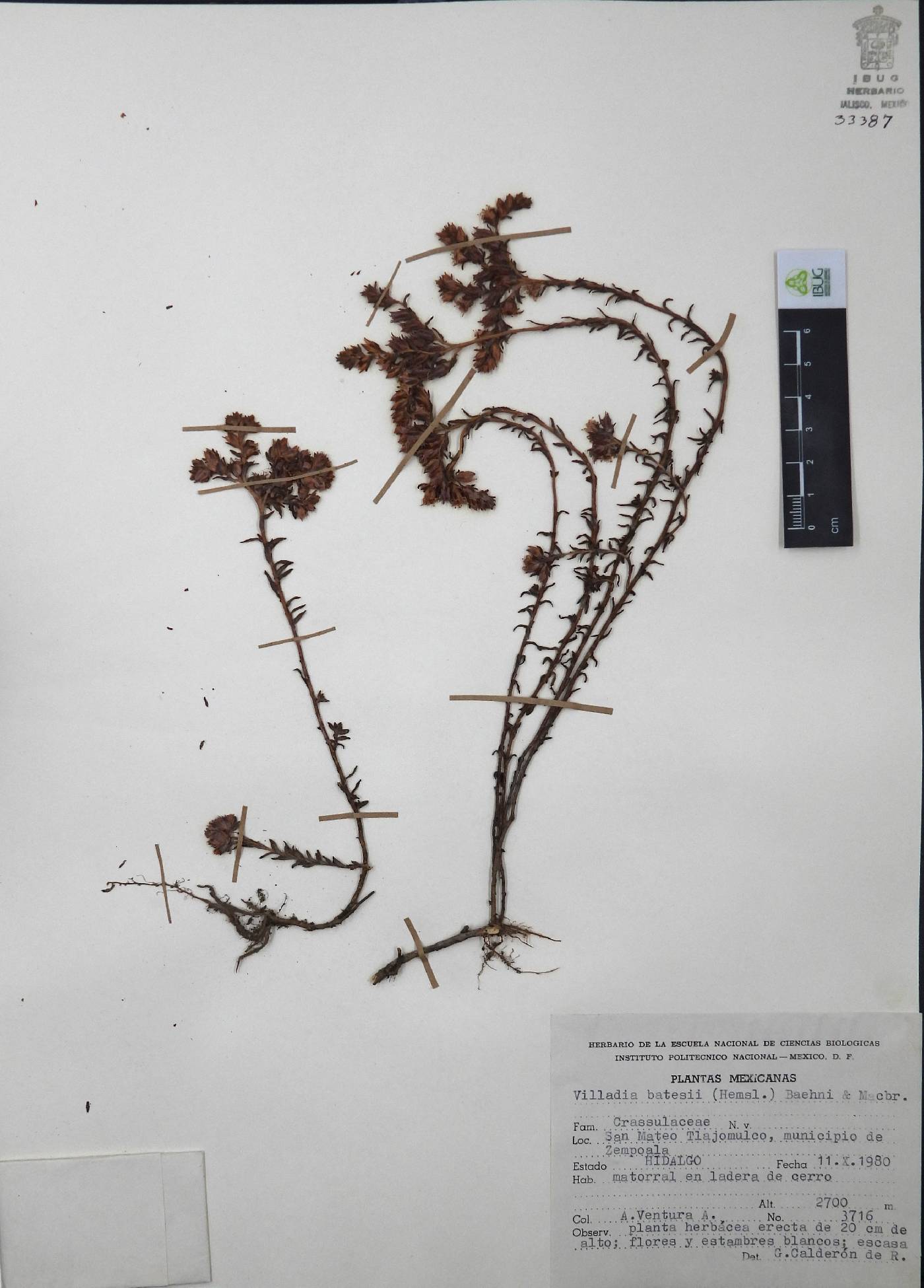 Villadia batesii image