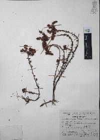 Villadia batesii image