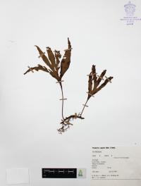 Pleopeltis angusta image