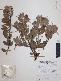 Arctostaphylos pungens image