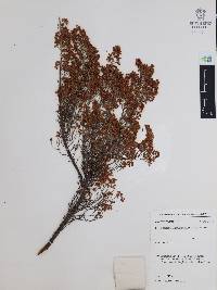 Erica arborea image