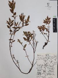 Symphysia alainii image