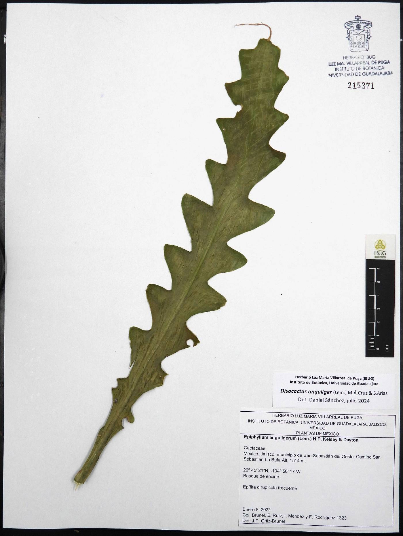 Disocactus anguliger image