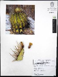 Ferocactus alamosanus image