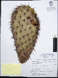 Opuntia hyptiacantha image