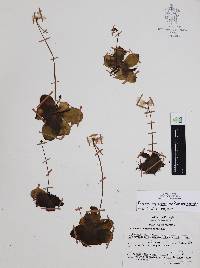 Pinguicula moranensis image