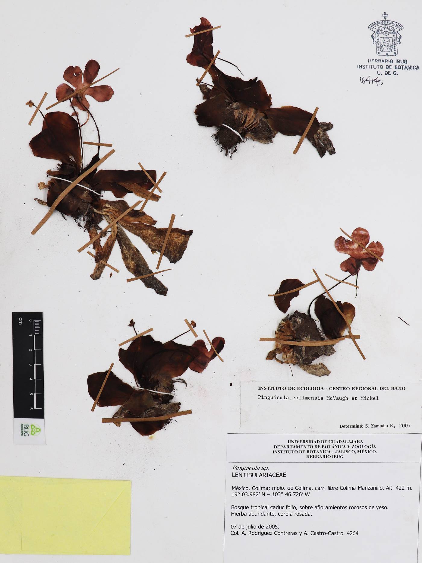 Pinguicula colimensis image
