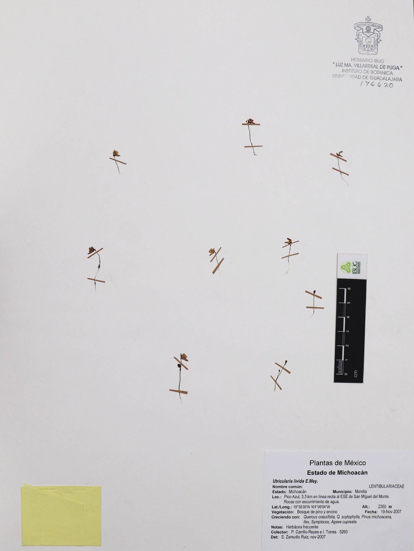 Utricularia livida image