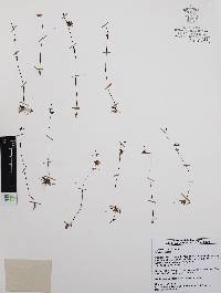 Utricularia livida image