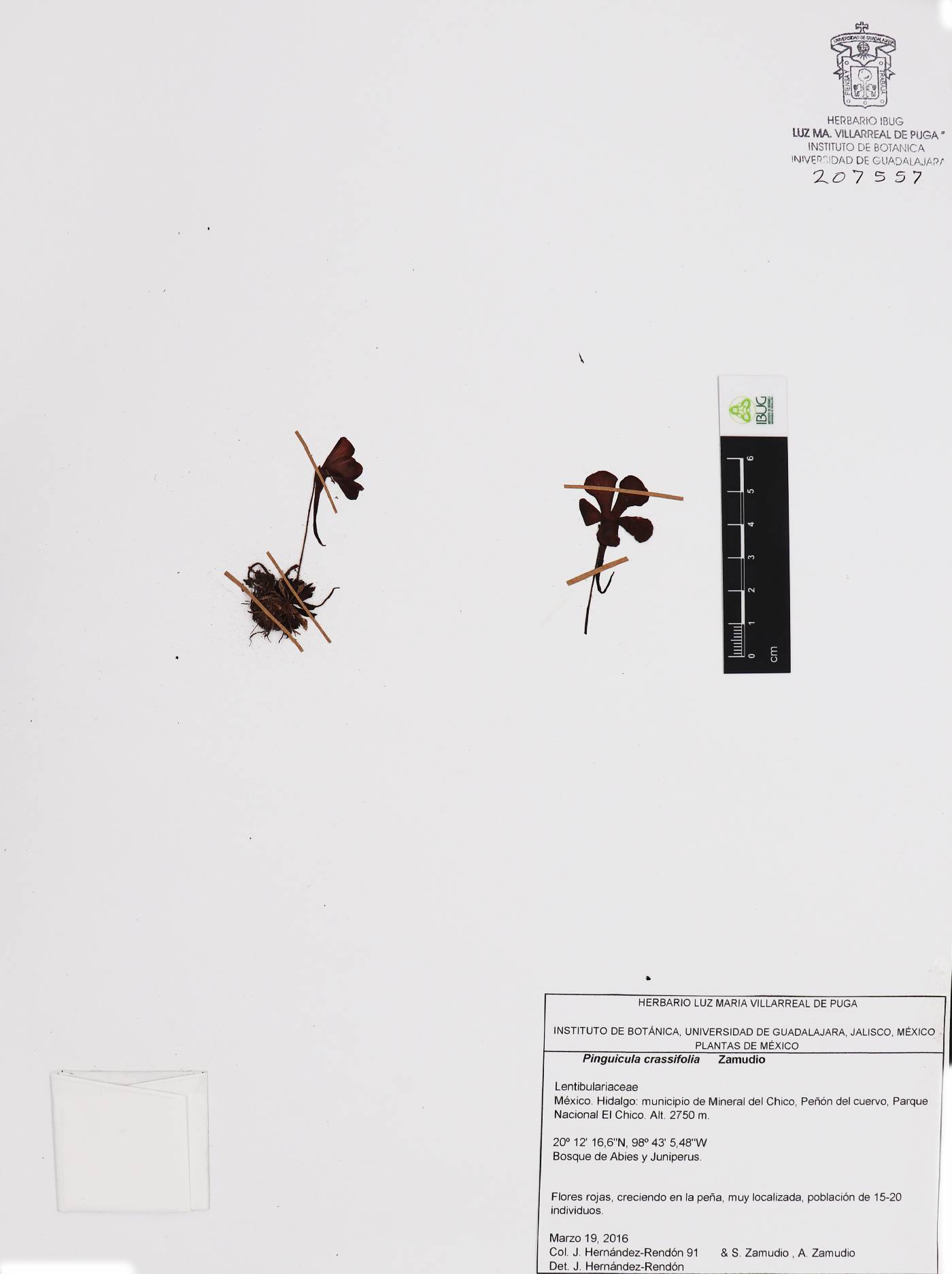 Pinguicula crassifolia image