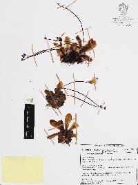 Pinguicula martinezii image