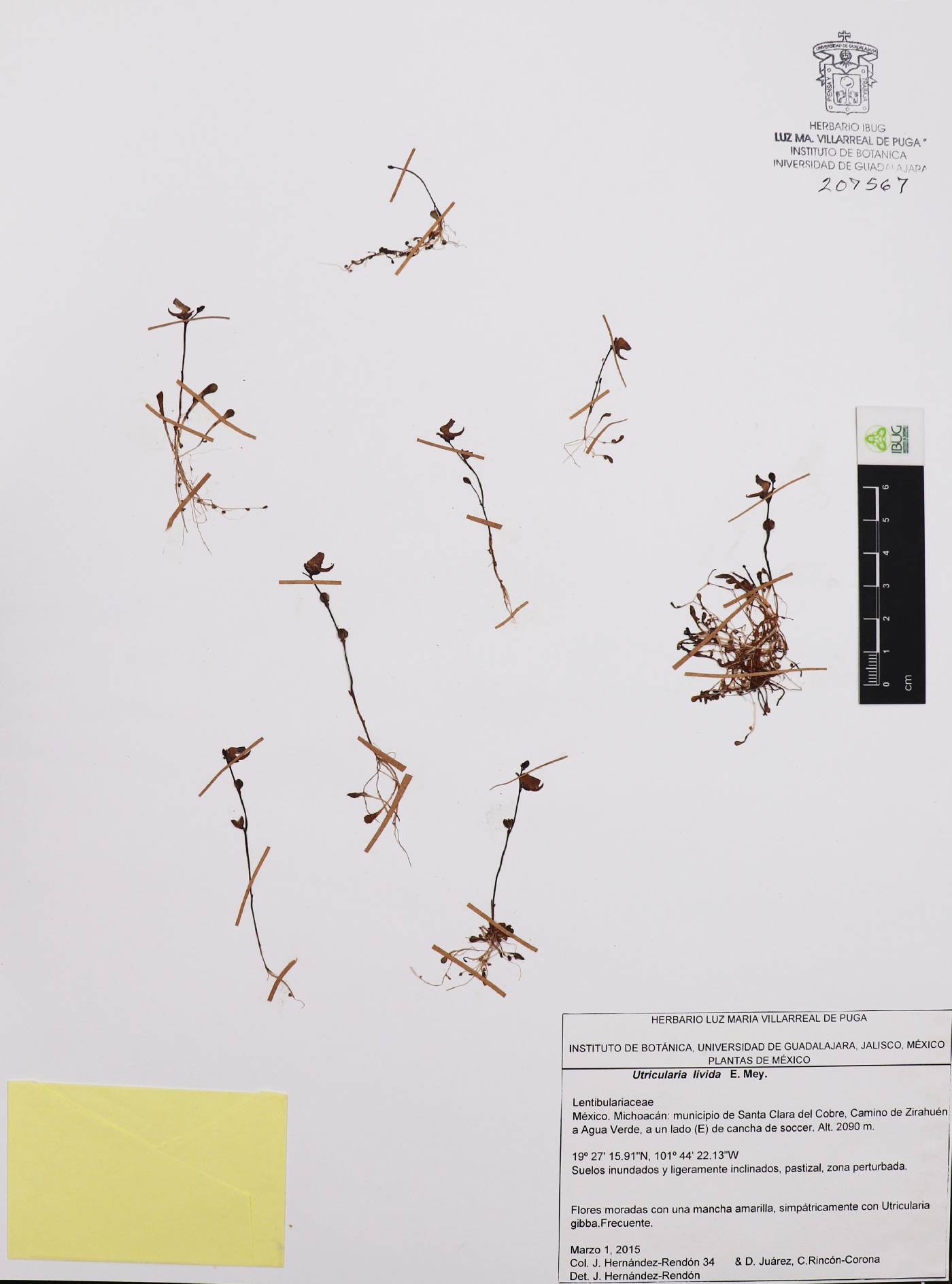 Utricularia livida image