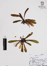 Pinguicula martinezii image