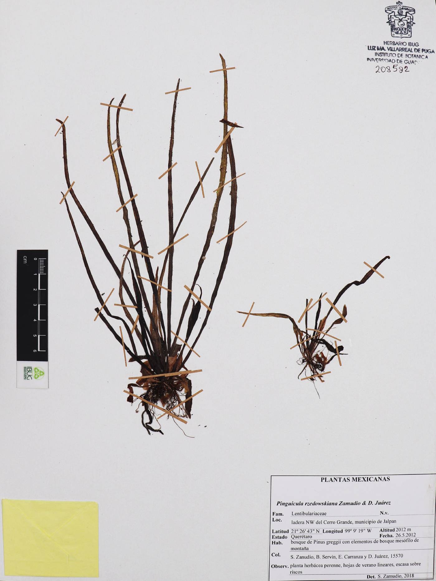 Pinguicula rzedowskiana image