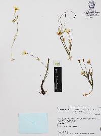 Image of Calochortus ownbeyi