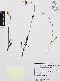 Halenia plantaginea image