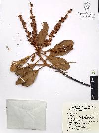 Clethra rosei image